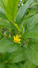 Mandevilla foliosa