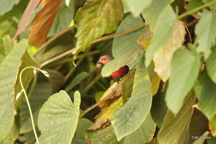 Lagonosticta rubricata