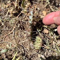 Opuntia macrorhiza