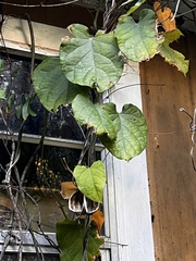 Aristolochia macrophylla
