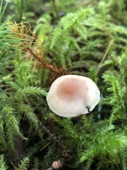 Cystoderma