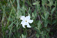 Mandevilla macrosiphon