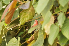 Lagonosticta rubricata