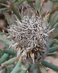 Banksia carlinoides