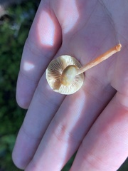 Cystoderma