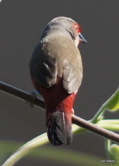 Lagonosticta rubricata