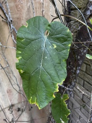 Aristolochia macrophylla