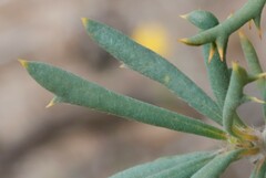 Banksia carlinoides