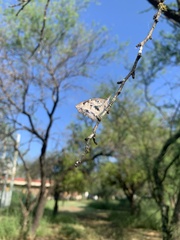 Libytheana carinenta mexicana