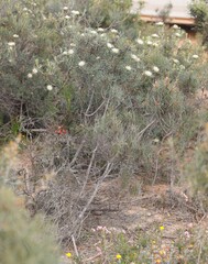 Banksia carlinoides