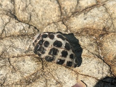 Tenguella marginalba