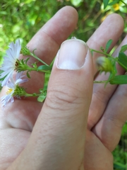 Eurybia spectabilis