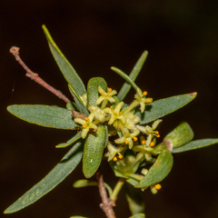 Pimelea microcephala