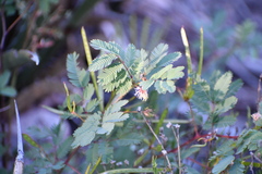 Mimosa aculeaticarpa