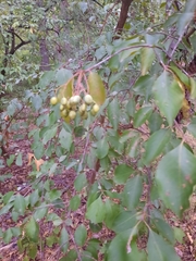 Viburnum prunifolium