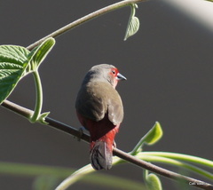 Lagonosticta rubricata
