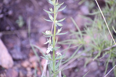 Teucrium laciniatum