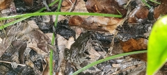Leptodactylus melanonotus
