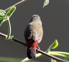 Lagonosticta rubricata