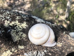 Sphaerospira fraseri