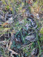 Symphyotrichum laeve concinnum