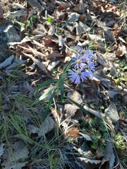 Symphyotrichum laeve concinnum