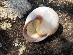 Sphaerospira fraseri