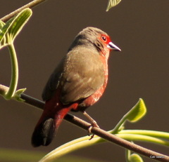 Lagonosticta rubricata
