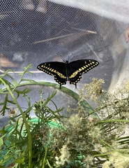 Papilio polyxenes asterius