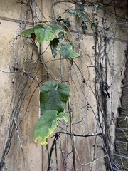 Aristolochia macrophylla