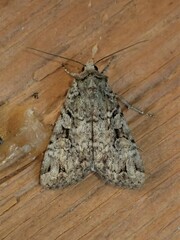 Anaplectoides pressus