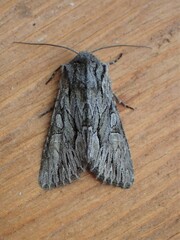 Fishia yosemitae