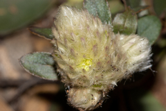 Ptilotus holosericeus