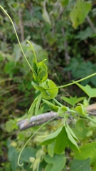 Passiflora subpeltata