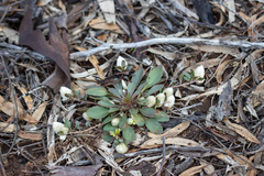 Ptilotus holosericeus