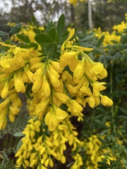 Genista stenopetala