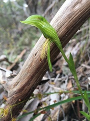 Pterostylis plumosa
