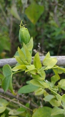 Passiflora subpeltata