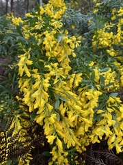 Genista stenopetala