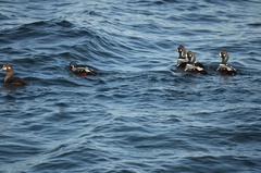 Histrionicus histrionicus