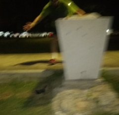 Spilogale angustifrons