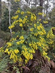 Genista stenopetala