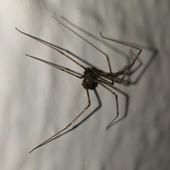 Physocyclus globosus