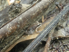 Leptodactylus albilabris
