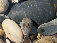 Purpuradusta gracilis