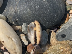 Purpuradusta gracilis