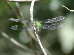 Erythemis vesiculosa