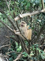 Cercopithecus mitis erythrarchus