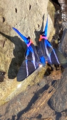 Rhetus arcius