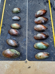 Utterbackia imbecillis